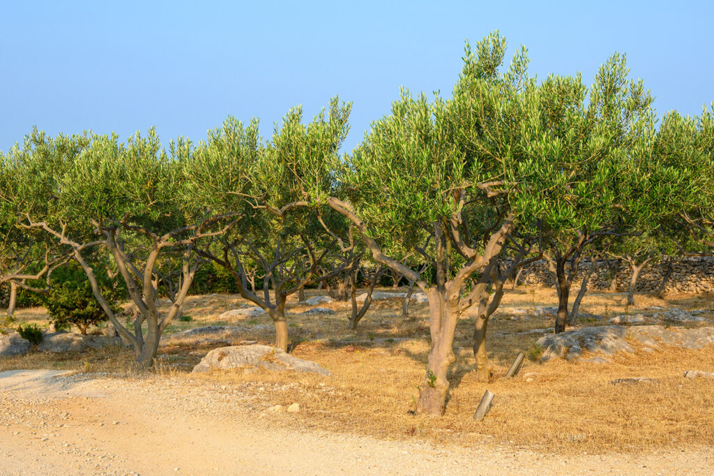 Brac-5