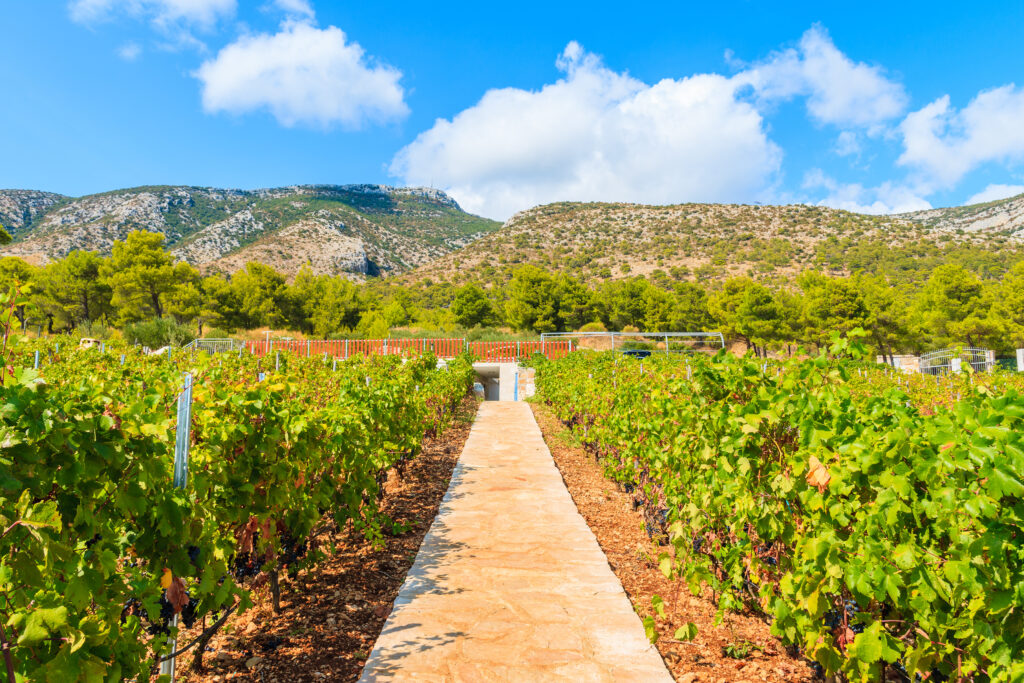 Walking,Alley,In,Vineyards,Among,Mountain,Landscape,Of,Brac,Island